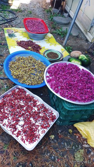 약선밥상머리님의 고추 · 일상 작성글 사진