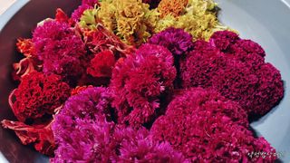 약선밥상머리님의 고추 · 일상 작성글 사진