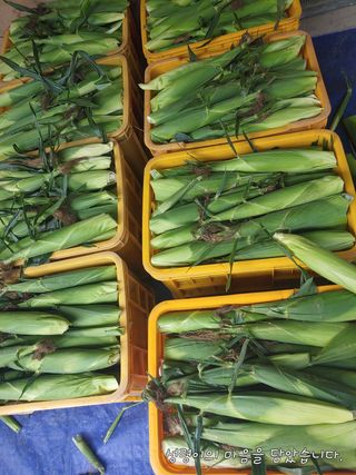 약선밥상머리님의 고추 · 일상 작성글 사진