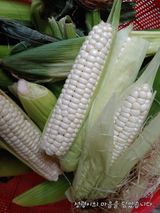 팜모닝 고추·일상 게시글 이미지