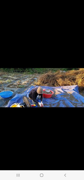 박영선님의 들깨 · 자유게시판 작성글 사진