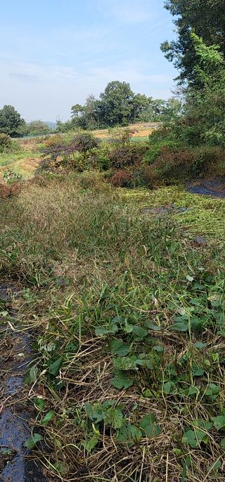 박영선님의 들깨 · 자유게시판 작성글 사진