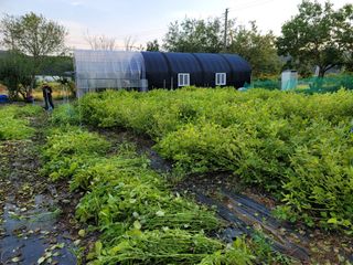 박영선님의 들깨 · 자유게시판 작성글 사진