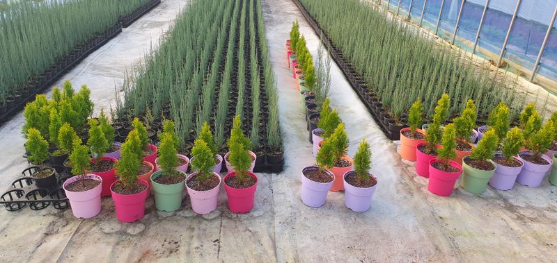 1.2.3.농원님의 장터 판매 상품 [조경수 9,000원부터] 첨부 사진