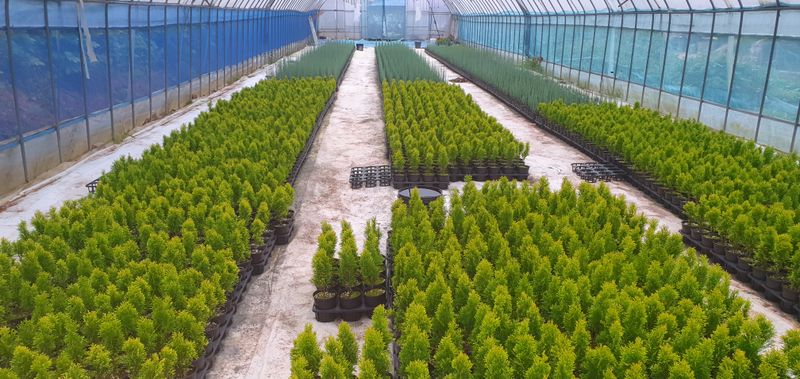 1.2.3.농원님의 장터 판매 상품 [조경수 9,000원부터] 첨부 사진