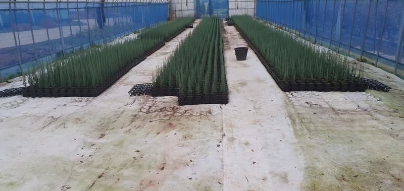 1.2.3.농원님의 장터 판매 상품 [조경수 9,000원부터] 첨부 사진