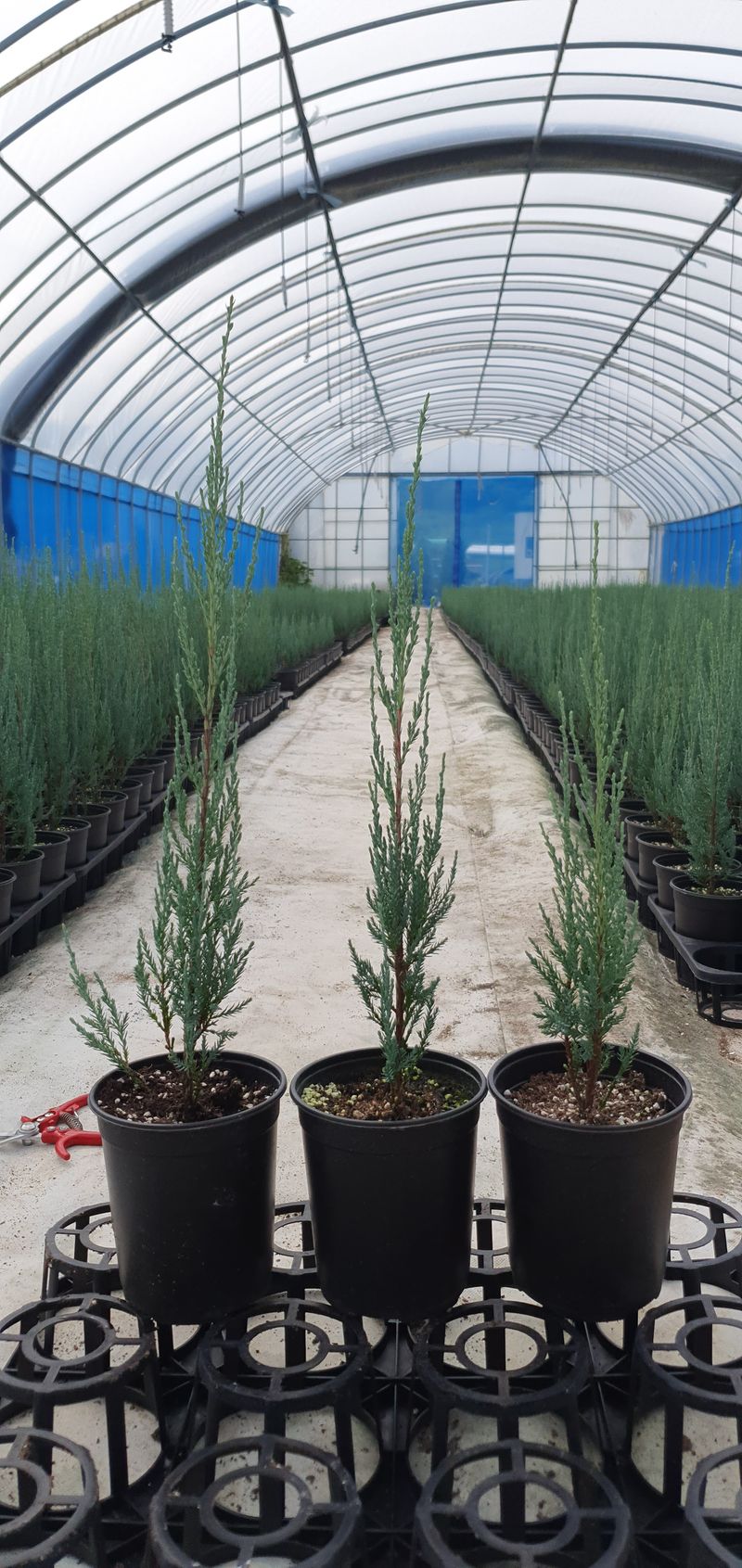 1.2.3.농원님의 장터 판매 상품 [조경수 9,000원부터] 첨부 사진