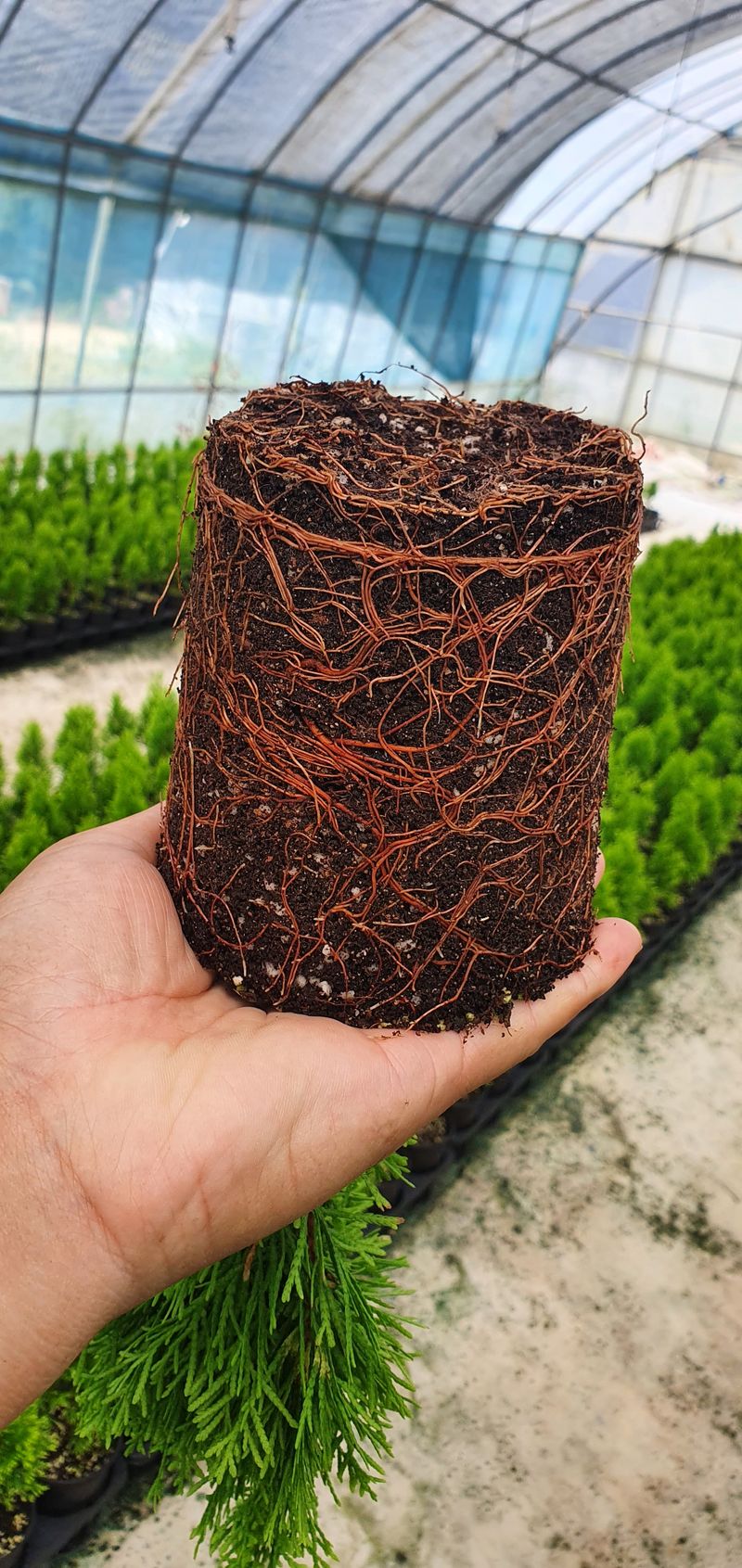 장터 상품 [조경수 9,000원부터] 썸네일