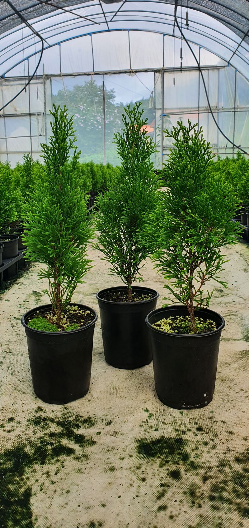 1.2.3.농원님의 장터 판매 상품 [조경수 9,000원부터] 첨부 사진