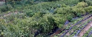 해안로님의 들깨 · 자유게시판 작성글 사진