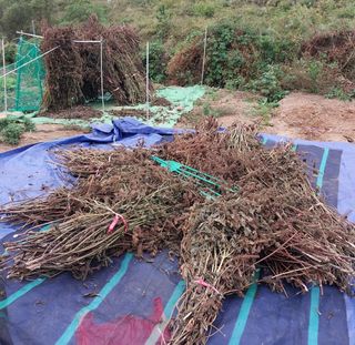 해안로님의 들깨 · 자유게시판 작성글 사진