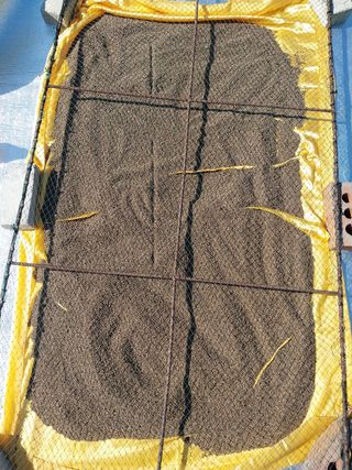 해안로님의 들깨 · 자유게시판 작성글 사진