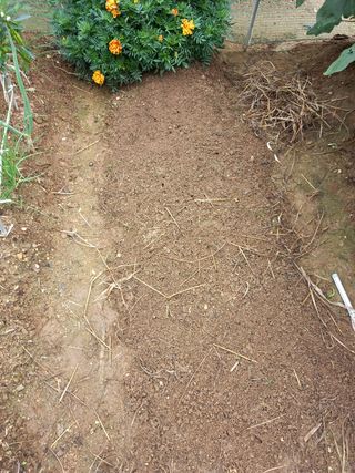 텃밭초보농부님의 배추 · 병해충상담 작성글 사진