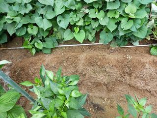 텃밭초보농부님의 배추 · 병해충상담 작성글 사진