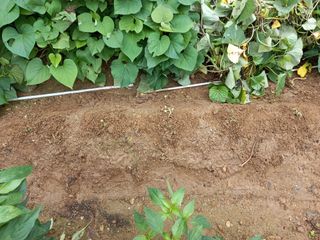 텃밭초보농부님의 배추 · 병해충상담 작성글 사진