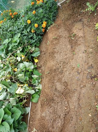 텃밭초보농부님의 배추 · 병해충상담 작성글 사진