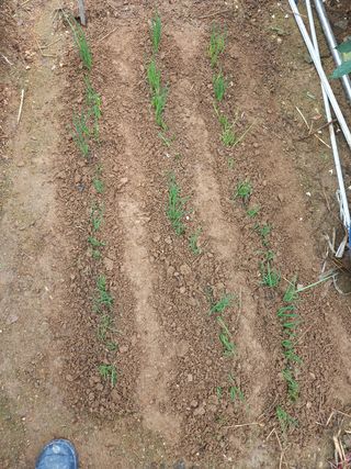 텃밭초보농부님의 배추 · 병해충상담 작성글 사진