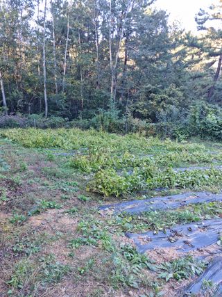 조호곤님의 들깨 · 자유게시판 작성글 사진