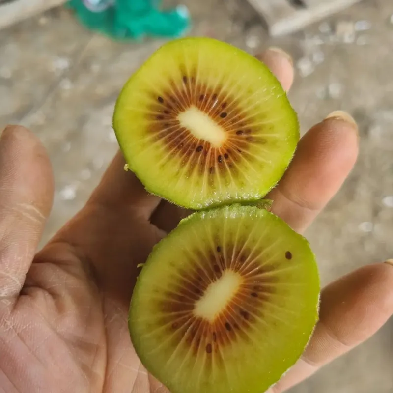 이승철님의 장터 판매 상품 [레드키위 3kg(24과수내외)36,000] 첨부 사진