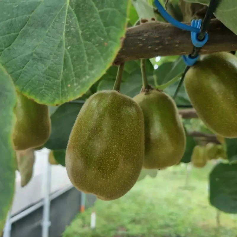 장터 상품 [레드키위 3kg(24과수내외)36,000] 썸네일