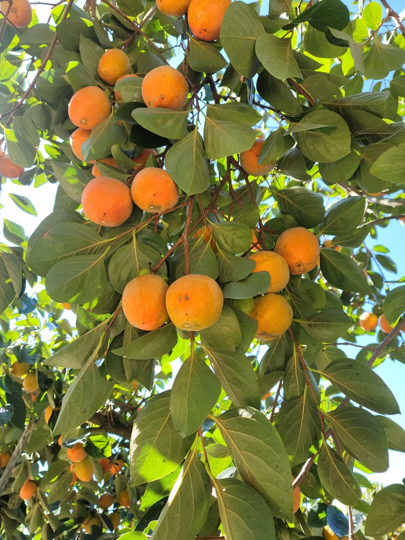 장터 상품 [단감   대봉 ] 썸네일