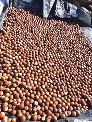 땅끝해남님의 기타작물 · 자유게시판 작성글 사진