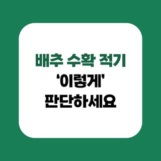 배추 농사도우미님의 배추 · 수확 작성글 사진