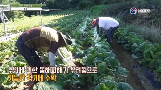 배추 농사도우미님의 배추 · 수확 작성글 사진