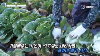배추 농사도우미님의 배추 · 수확 작성글 사진