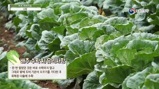 배추 농사도우미님의 배추 · 수확 작성글 사진