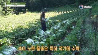 배추 농사도우미님의 배추 · 수확 작성글 사진