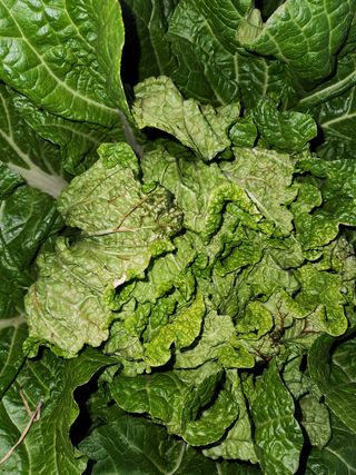 김순배님의 배추 · 병해충상담 작성글 사진