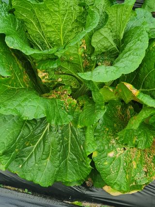 김용언 님의 배추 · 병해충상담 작성글 사진