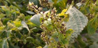 알 수 없음님의 들깨 · 농사길잡이 작성글 사진