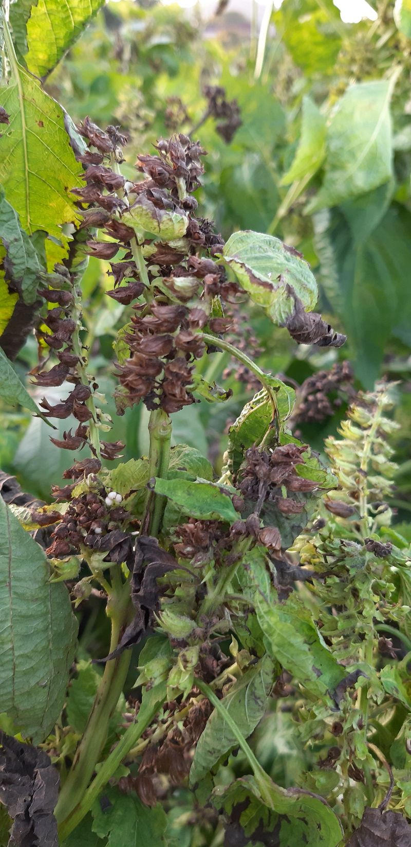 알 수 없음님의 농사정보 썸네일