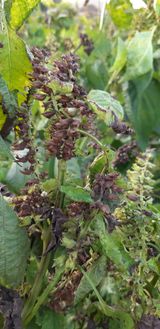 팜모닝 들깨·농사길잡이 게시글 이미지