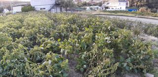 알 수 없음님의 들깨 · 농사길잡이 작성글 사진