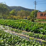 팜모닝 시금치·일상 게시글 이미지