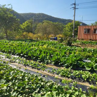 이유미님의 시금치 · 일상 작성글 사진