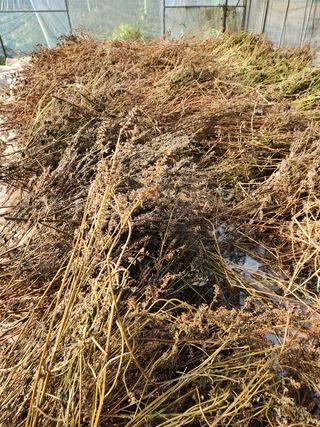 Preotu님의 옥수수 · 자유게시판 작성글 사진