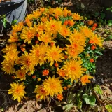 팜모닝 복숭아·자유게시판 게시글 이미지