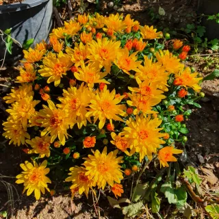 구름다리보리네다육님의 복숭아 · 자유게시판 작성글 사진