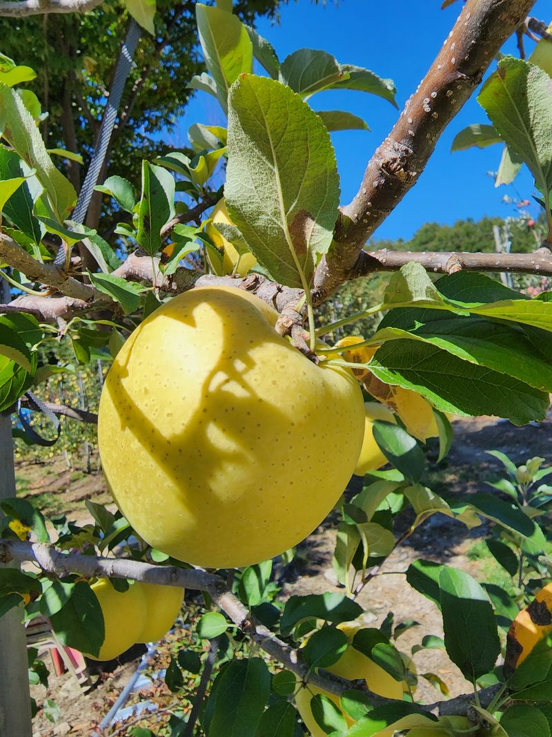 장터 상품 [시나노골드 3만원] 썸네일