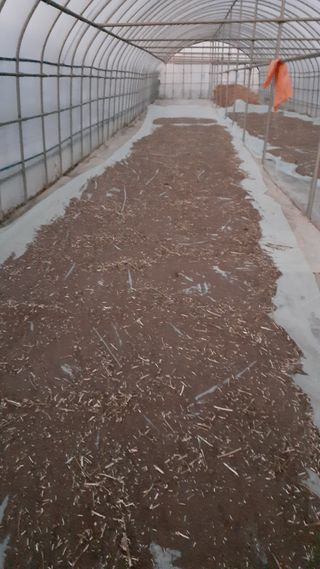 송광만님의 들깨 · 자유게시판 작성글 사진