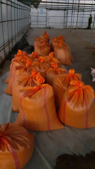 송광만님의 들깨 · 자유게시판 작성글 사진