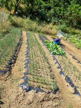 팜모닝 마늘·일상 게시글 이미지