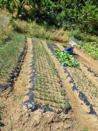 매실6242님의 마늘 · 일상 작성글 사진