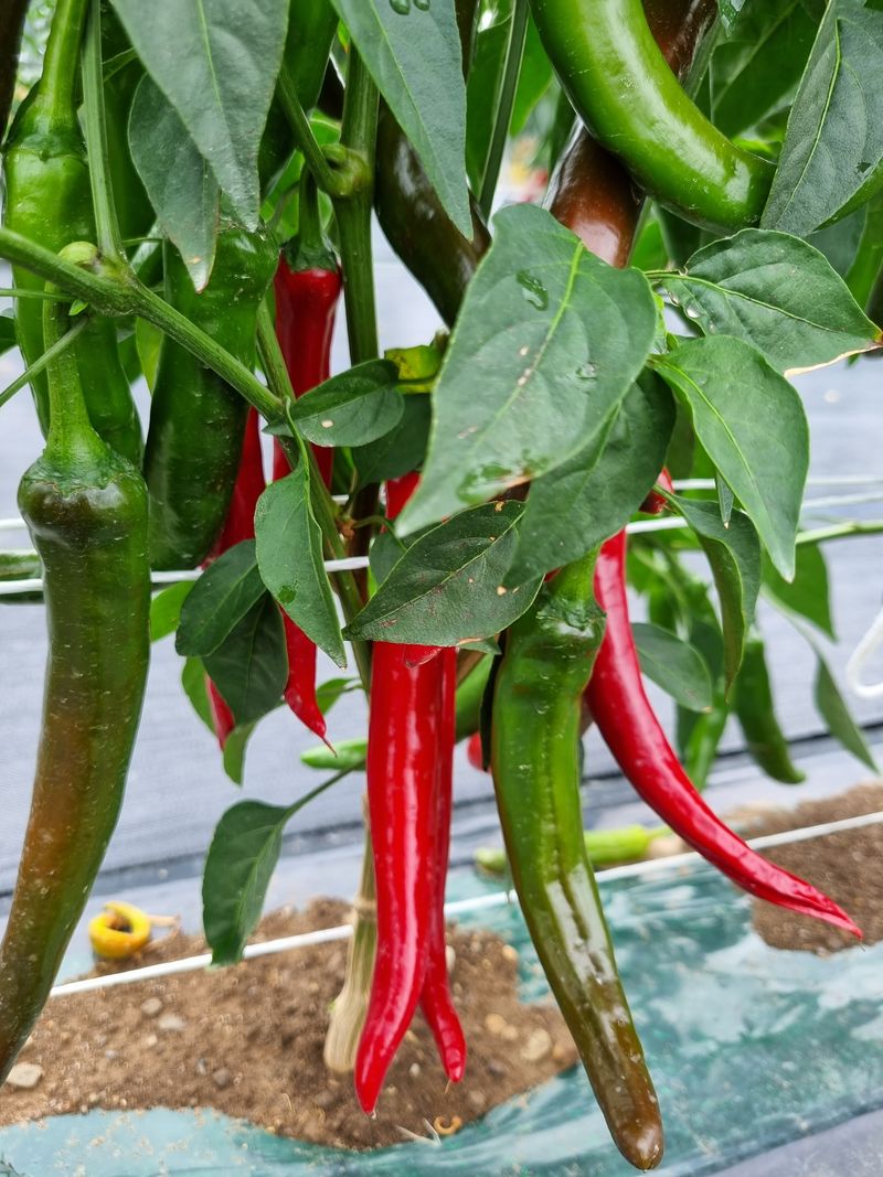 아이농장님의 장터 판매 상품 [🌶 해남 고춧가루(화건) 🌶 한근(600g) -14000 5근이상 무료배송!] 첨부 사진