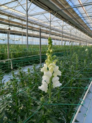 김해농부허외순님의 기타작물 · 자유게시판 작성글 사진