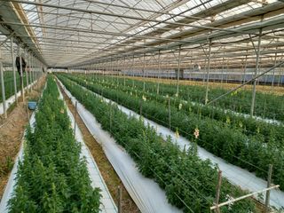 김해농부허외순님의 기타작물 · 자유게시판 작성글 사진